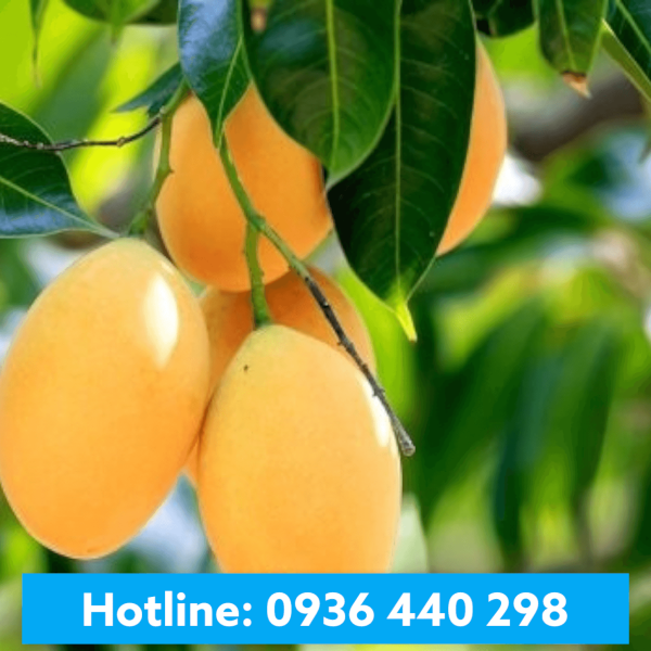 Hương Xoài - Mango Flavour