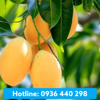 Hương Xoài - Mango Flavour